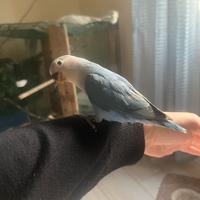 Inseparabile agapornis blu