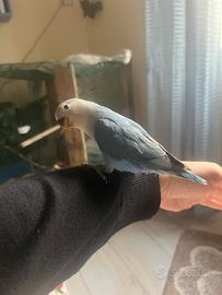 Inseparabile agapornis blu