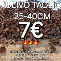 LEGNA DA ARDERE RADICE 7€