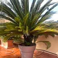 Cycas