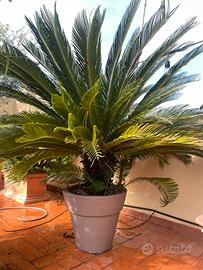 Cycas