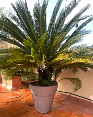 Cycas