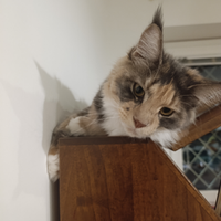 Maine coon per accoppiamento