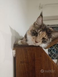 Maine coon per accoppiamento