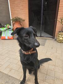 Bolder collie da lavoro