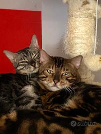 Gatto del bengala