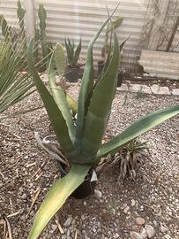 Piante grasse siciliane Agave americane gigante