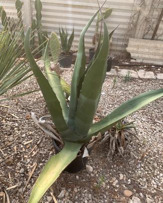 Piante grasse siciliane Agave americane gigante