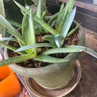 Piantine aloe vera e agave