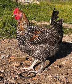 Galli galline OLIVEGGER