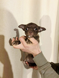 Chihuahua femmina cioccolato