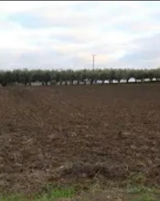 Terreno agricolo e casa stalla