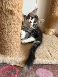 Maine coon Kitten