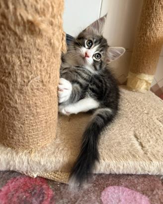 Maine coon Kitten