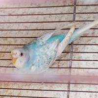 Parrocchetto , cocorita