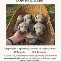 Weimaraner pedigree ufficiale nata il 16/12/2025