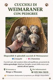 Weimaraner pedigree ufficiale nata il 16/12/2025