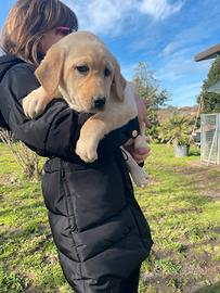 Labrador femmine con pedigree