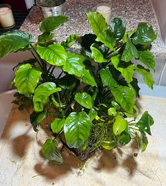 Anubias, Ceratophyllum