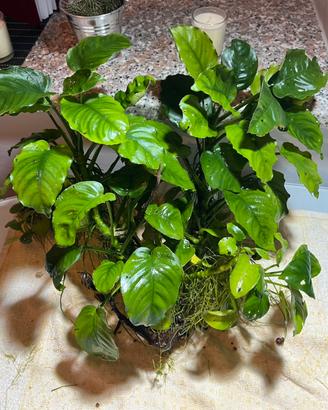 Anubias, Ceratophyllum