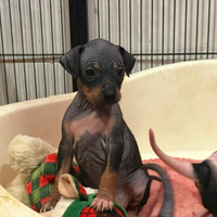 Cuccioli di American Hairless Terrier