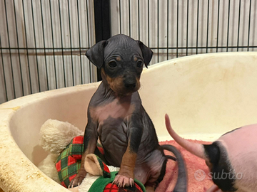 Cuccioli di American Hairless Terrier
