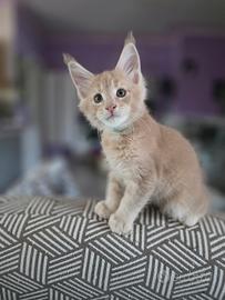 Maine Coon
