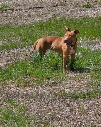 Pitbull pure red nose femmina