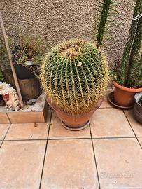 Echinocactus 
