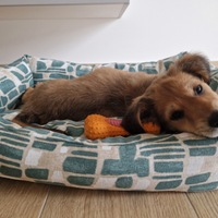 Cucciola meticcia di 2 mesi taglia medio/piccola