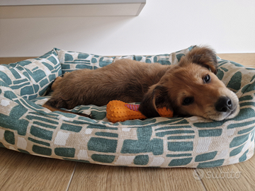 Cucciola meticcia di 2 mesi taglia medio/piccola