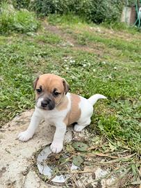 Cucciola Jack Russel
