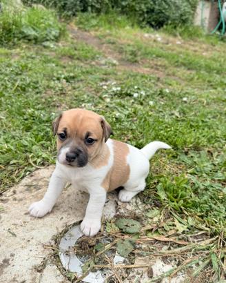 Cucciola Jack Russel