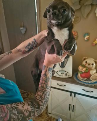cane chihuahua 1anno 7 mesi