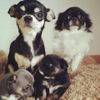 Chihuahua maschio per monte