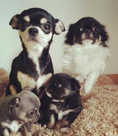 Chihuahua maschio per monte