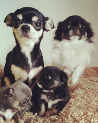 Chihuahua maschio per monte