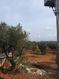 Terreno con uliveto