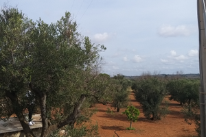 Terreno con uliveto