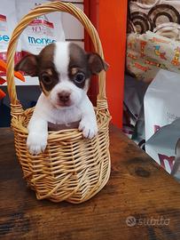 Chihuahua mini toy bianco e cioccolato