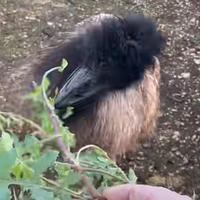 Emu struzzo