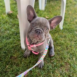 Cucciola bulldog francese lilac