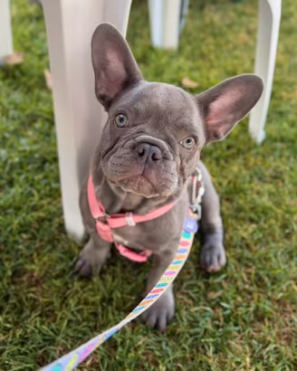 Cucciola bulldog francese lilac