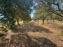 terreno-agricolo-a-pula