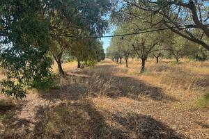 Terreno agricolo a Pula