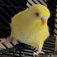 Cocorite di 1 mese e mezzo