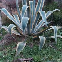 Agave Americana Variegata (Marginata)