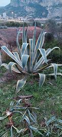 Agave Americana Variegata (Marginata)