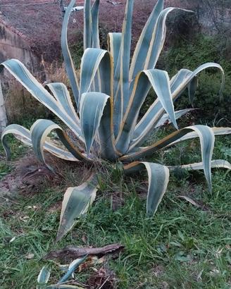 Agave Americana Variegata (Marginata)