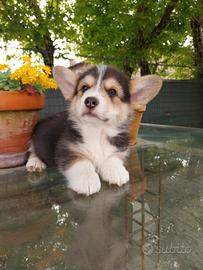 Cuccioli corgi pembroke